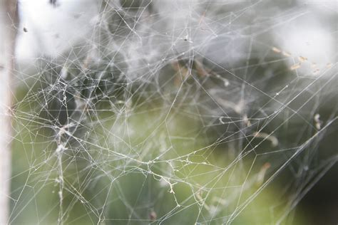 spider web mesh